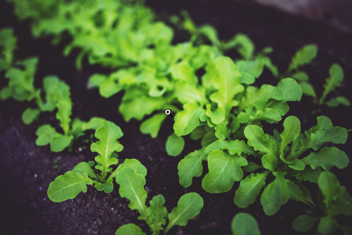 green veggies growing on the ground