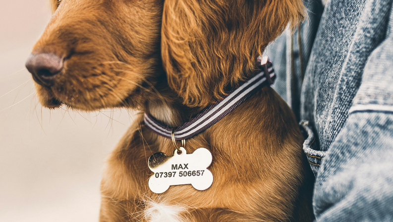 How to Introduce an ID Tag to a Puppy Without Stress